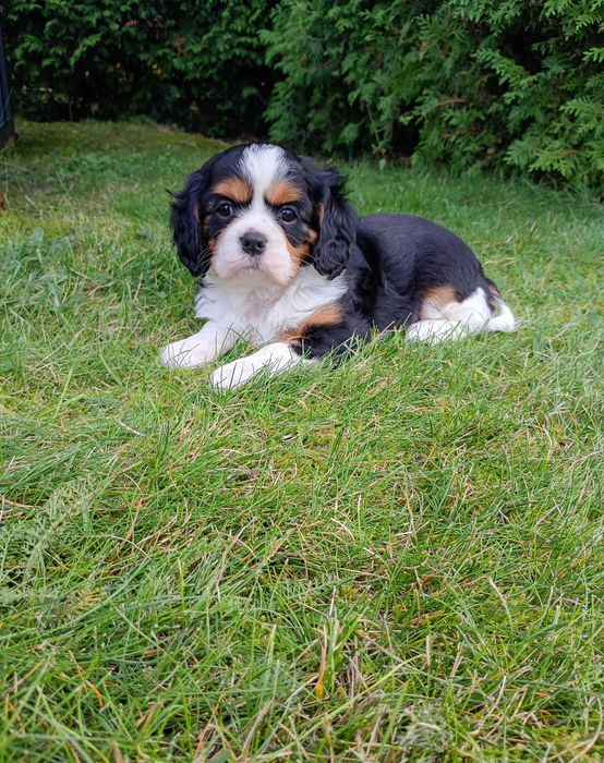 Suczka Dolly Cavalier King Charles Spaniel