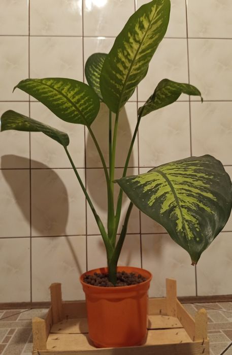 Roślina doniczkowa difenbachia