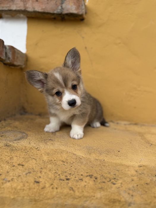 Corgi pembroke maravilha