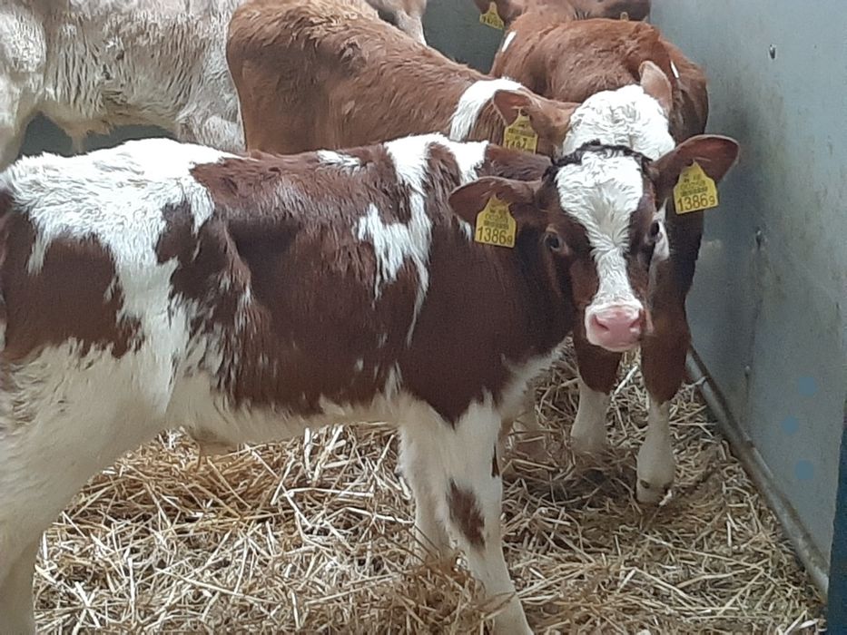 Piękne mięsne cielaki