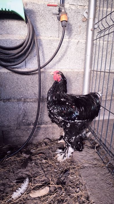 Galos Brahma Mottled