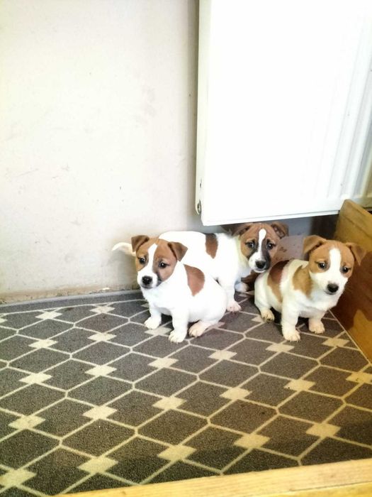 Jack Russell Terrier