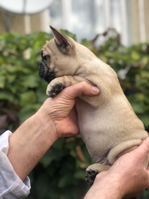 Французький бульдог