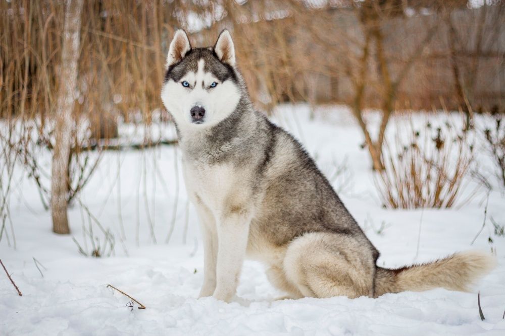 Кобель для вязки