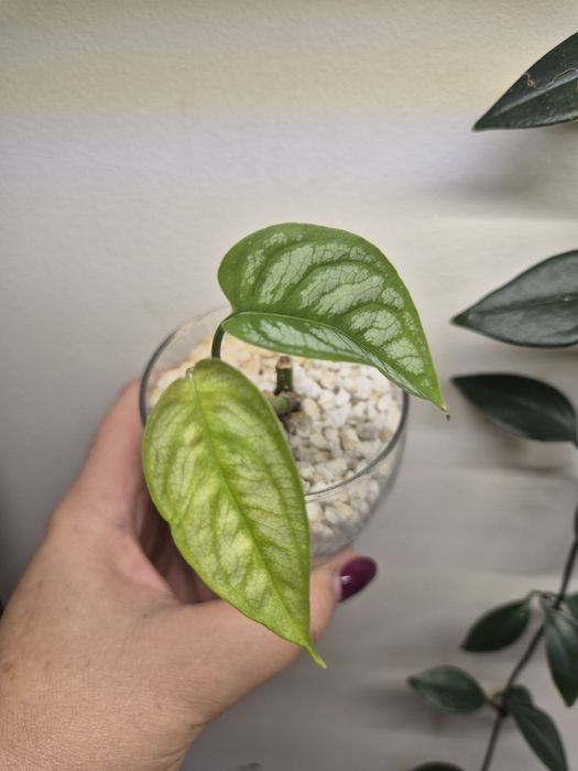 Monstera Siltepecana El Salvador
