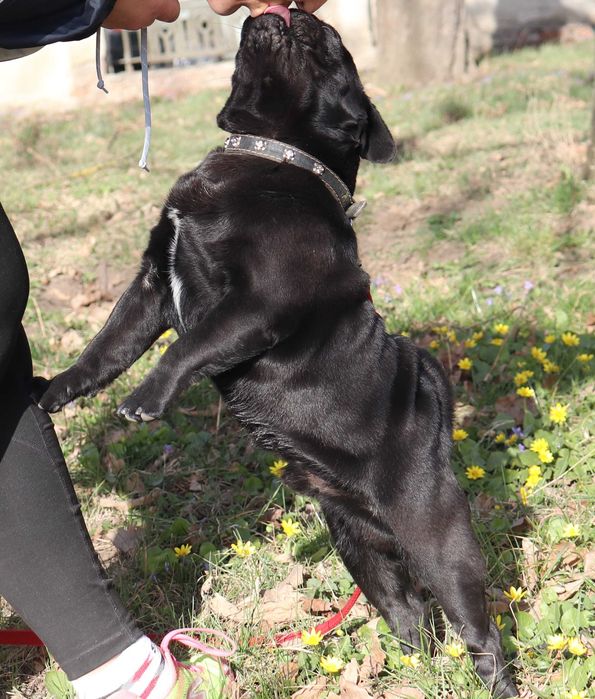 Черный мопсик КСУ