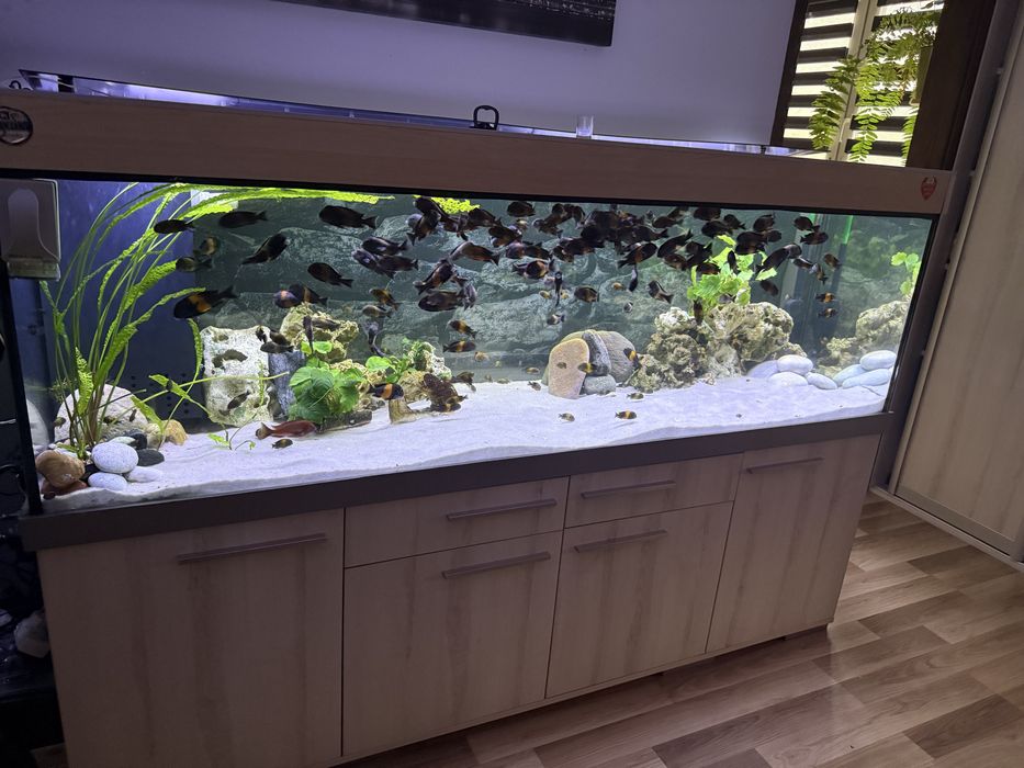 Tropheus Black Bemba