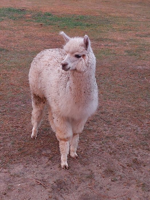 Sprzedam samiczkę alpaki
