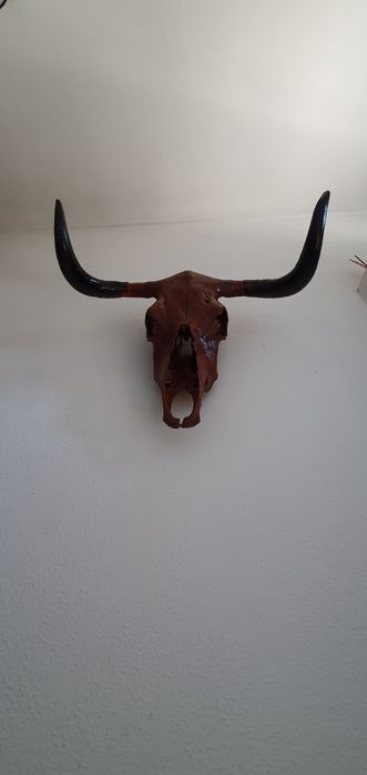 Cabeça de Vaca - Decoração