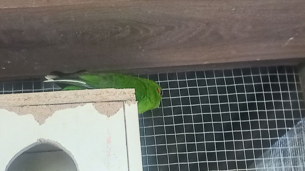 Vendo caturras, piurras e rosicois s entre outros passarinhosinhos