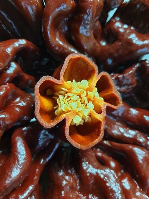 Продам насіння Bhut Jolokia Chocolate / Бхут Джолокія Шоколад