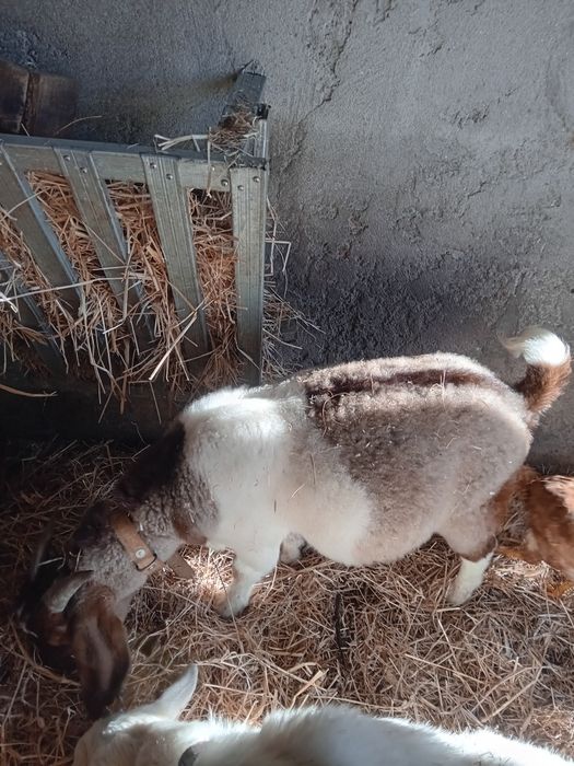 Chibo boer perto de 1 ano de idade