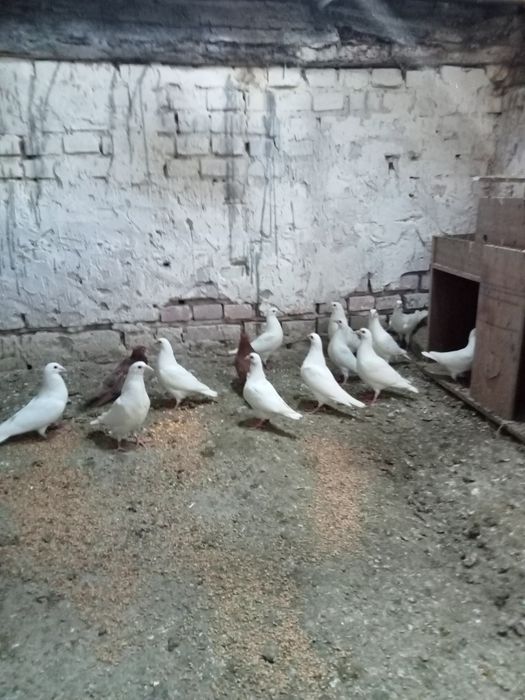 Gołębie pocztowe białe