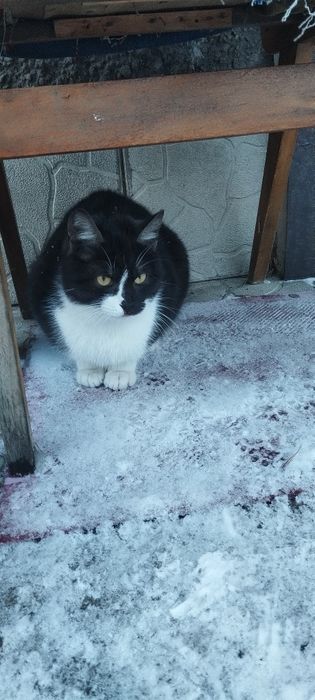 Безкоштовно котик