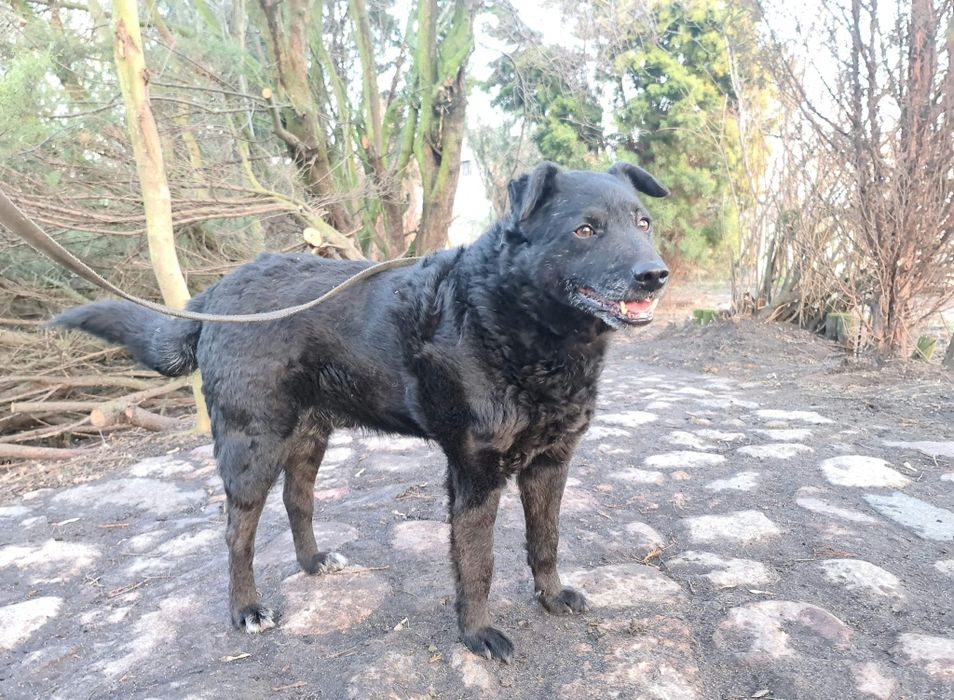 Spokojny Robin do adopcji!!! Pieski dowozimy!!!