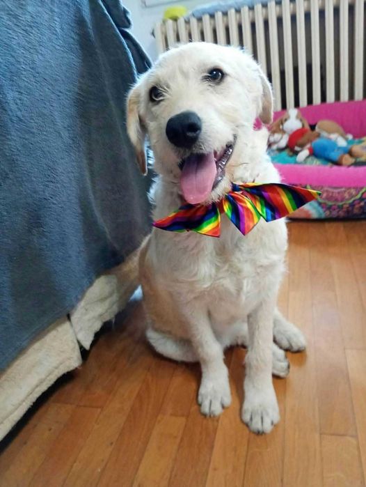 Roczna sunia do adopcji
