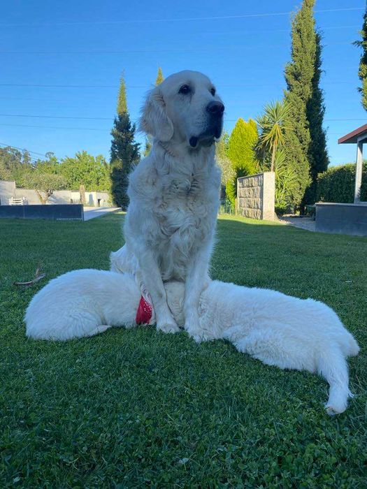 Golden menina exímia