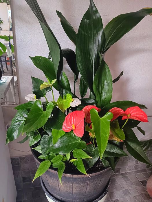 Lindo arranjo natural