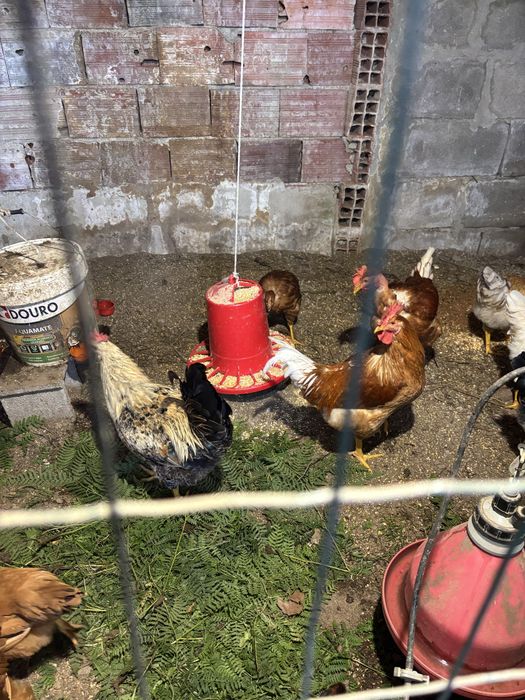 Frangos caseiros
