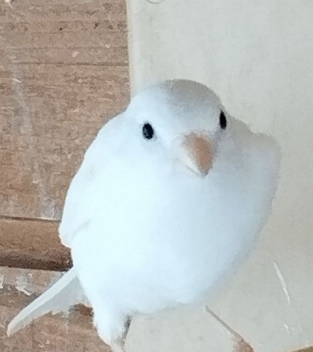 Kanarek  miniatura hiszpańska 2024 Wysyłka Warszawa Wrocław