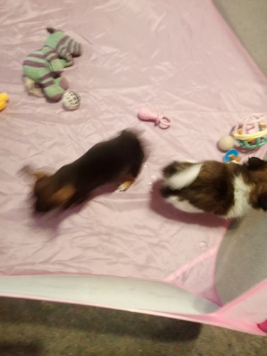 Чудові малюки у родину