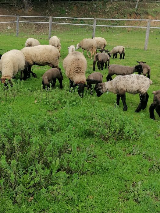Ovelhas cruzadas Suffolk e puras