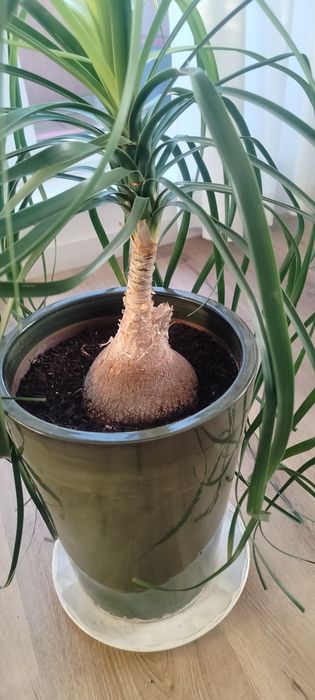 Nolina płożąca / palma