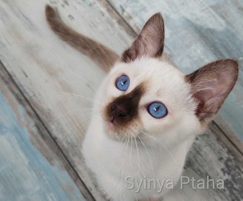Тайский котёнок, синеглазое чудо