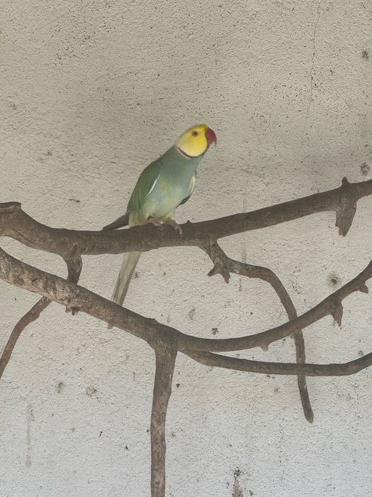 Ring Neck CC para cedencia