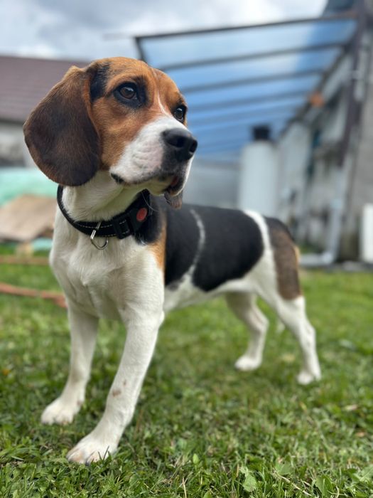 Pies rasowy Beagle suczka