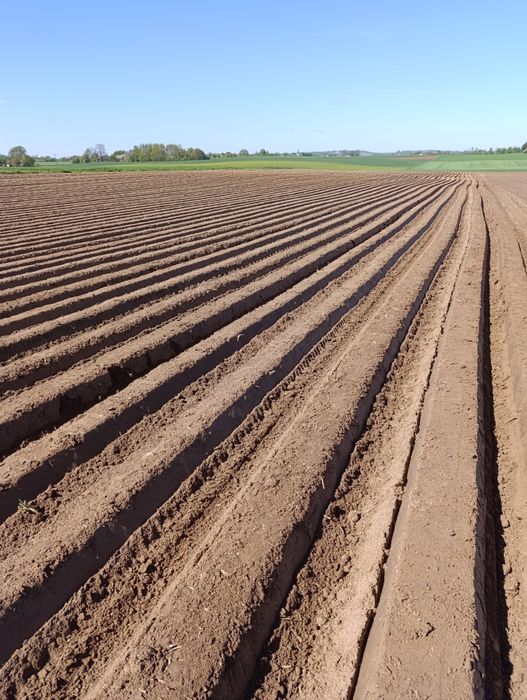 Ziemniaki małego kalibru