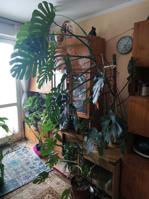 Monstera ogromna 2,5-3m Olsztyn