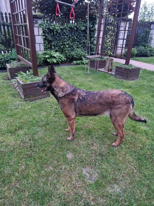 Owczarek belgijski malinois