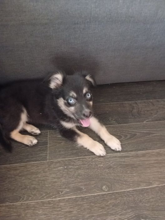 Собачка маленькой породы