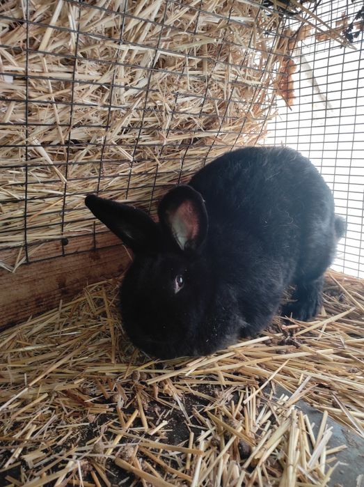 Кроли самцы самки