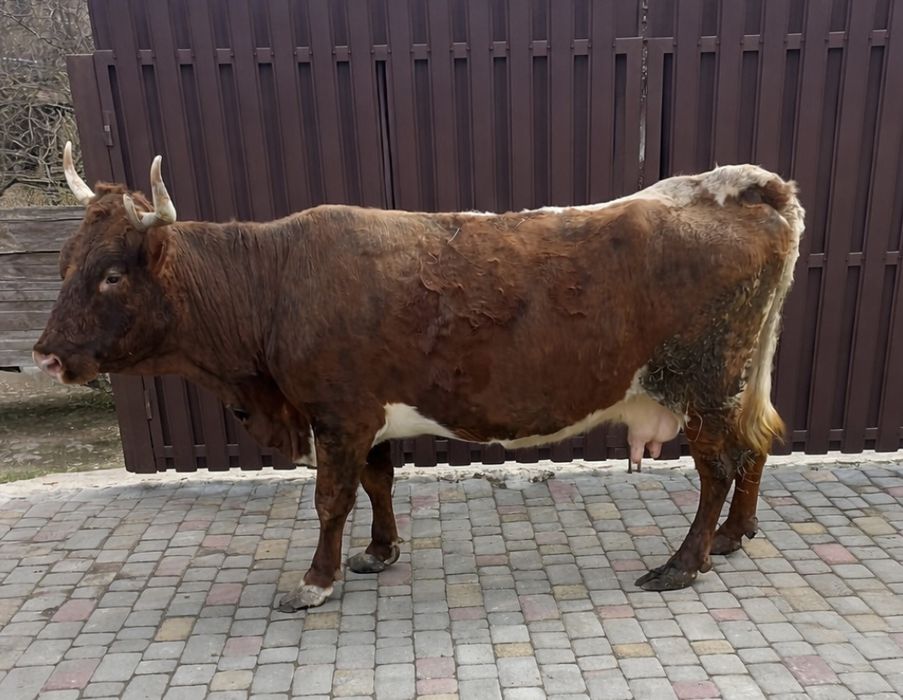 Продам високотільну корову   , спокійна, добра до їди