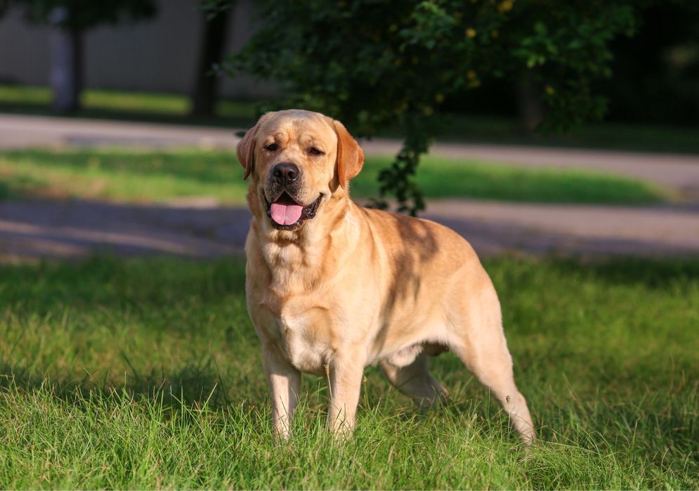 Кобель для в’язки.