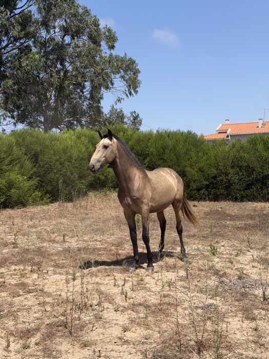 Cavalo 2 anos 15/05/2024
