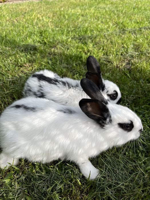 Króliki młode  i odchowane samce i samice