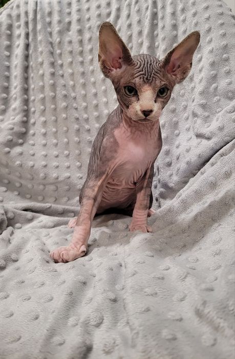 Macho sphynx bebé
