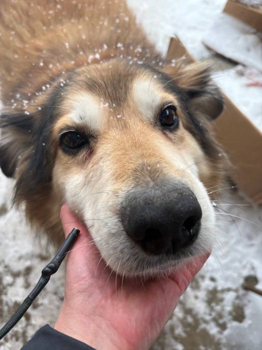 Пушистый красавчик! Крупный)