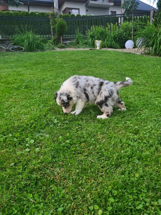 Border collie Blue merle