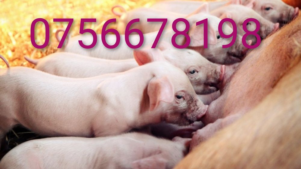 Продам кнура 300+