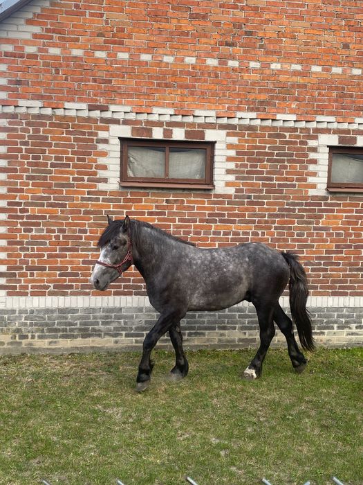 Ogierek zimnokrwisty