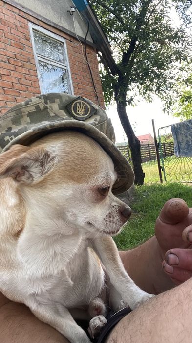 Вяʼзка Чихуашка