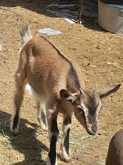 Продам 2 козочки 1,5 месяца с козой мамой