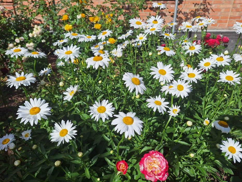 Ромашка великоквіткова, на зріз