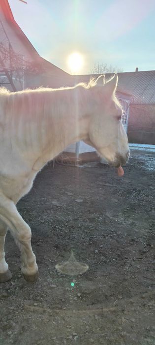 Продам коня (жеребець)