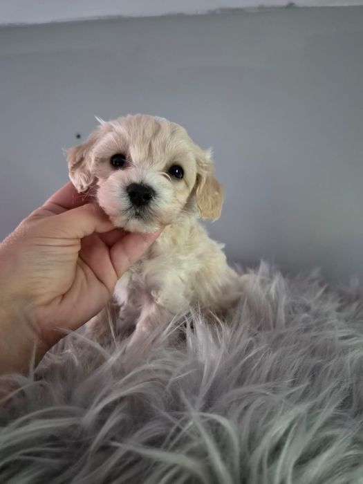 Malenki piesek maltipoo