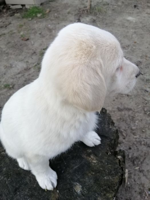 Дівчатка, метиси лабрадора.